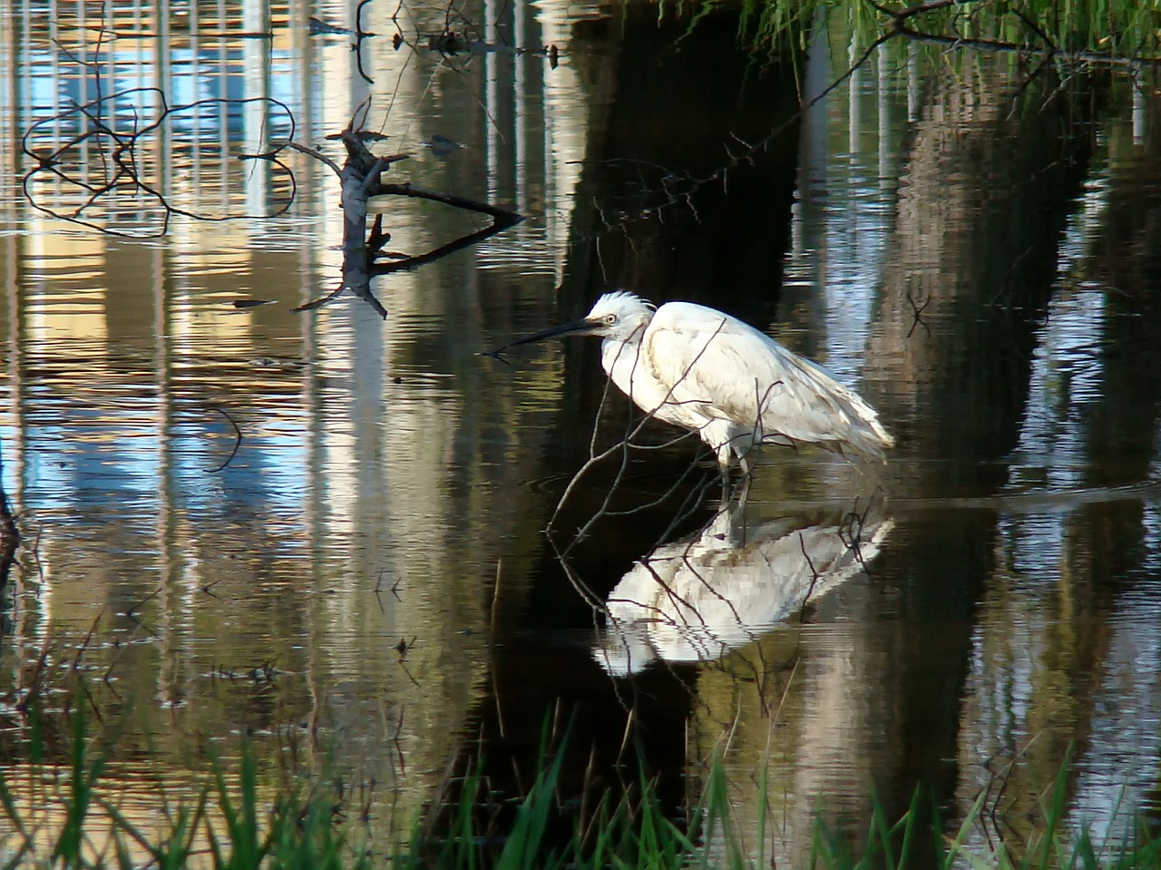 water  reflection  bird free photo