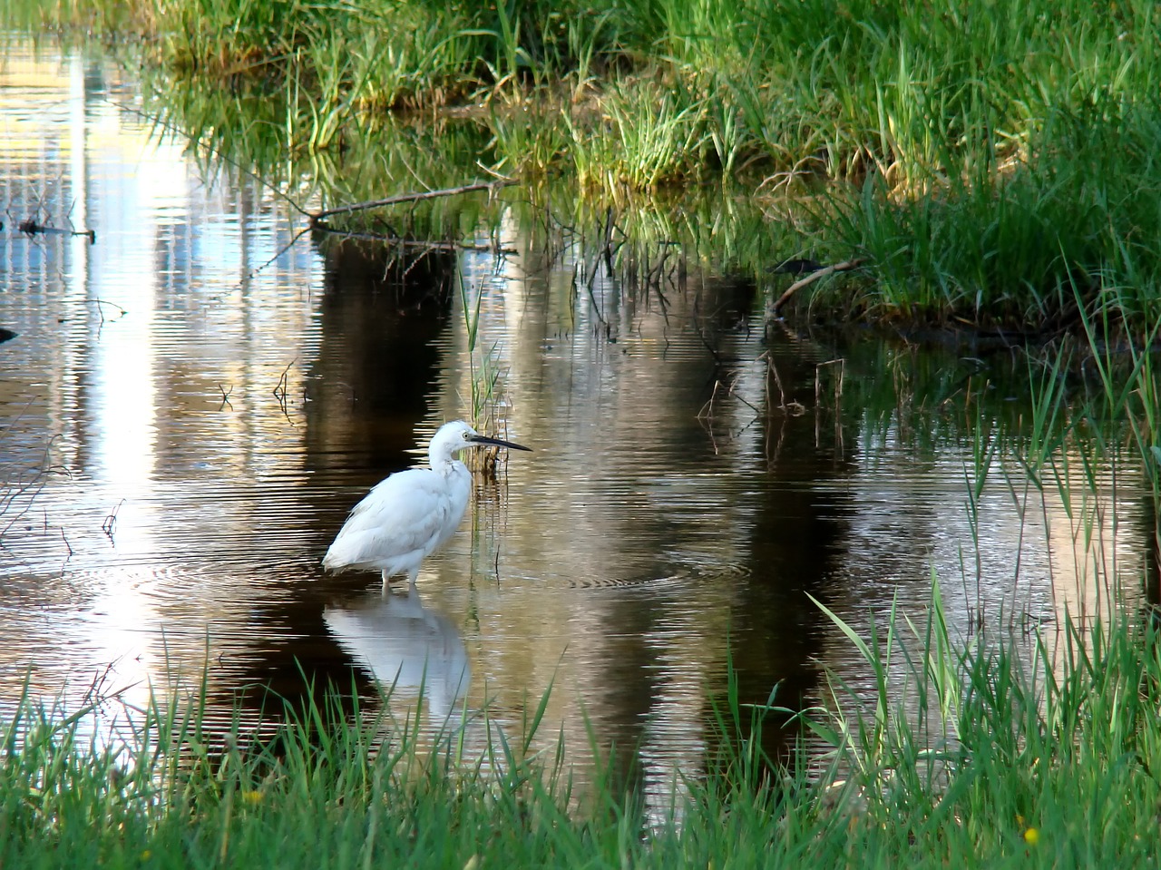 water  nature  lake free photo