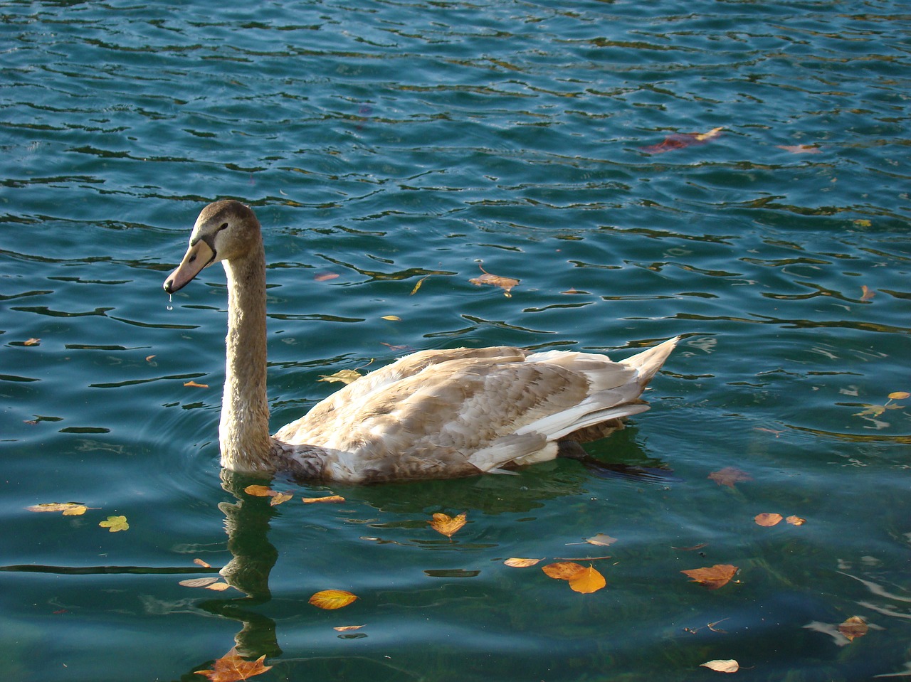 water  bird  lake free photo