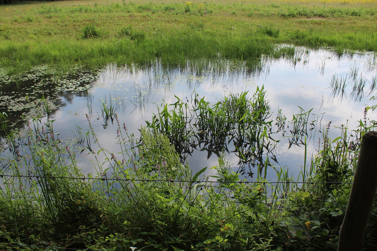 water  reflection  nature free photo