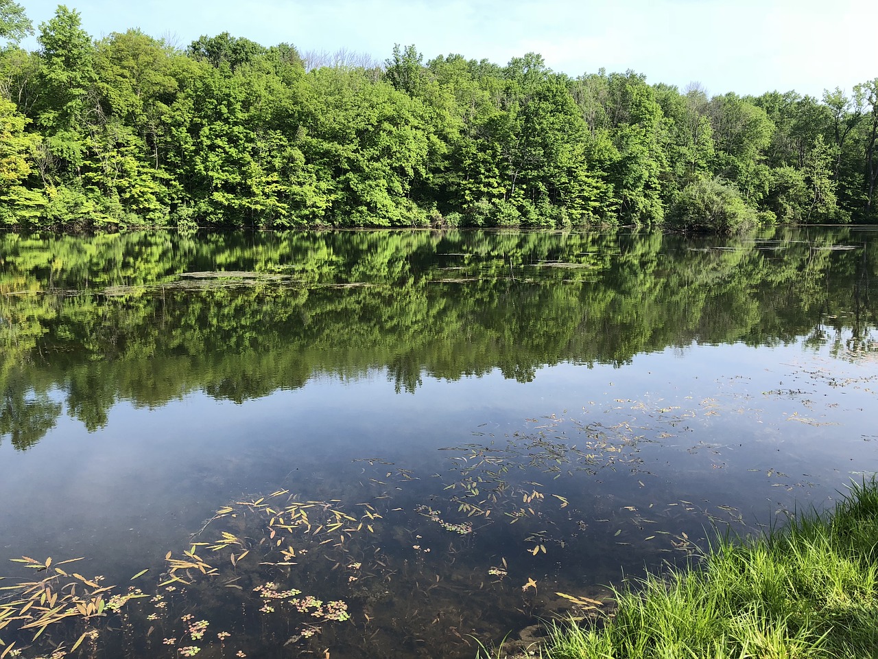 water  lake  trees free photo