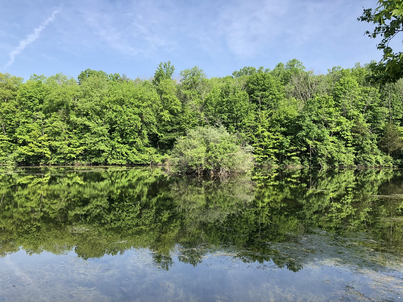 water  lake  trees free photo