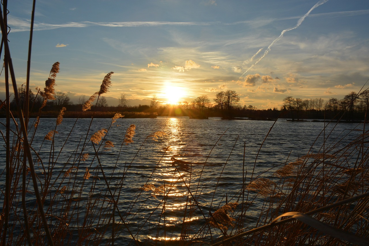 water  nature  pond free photo