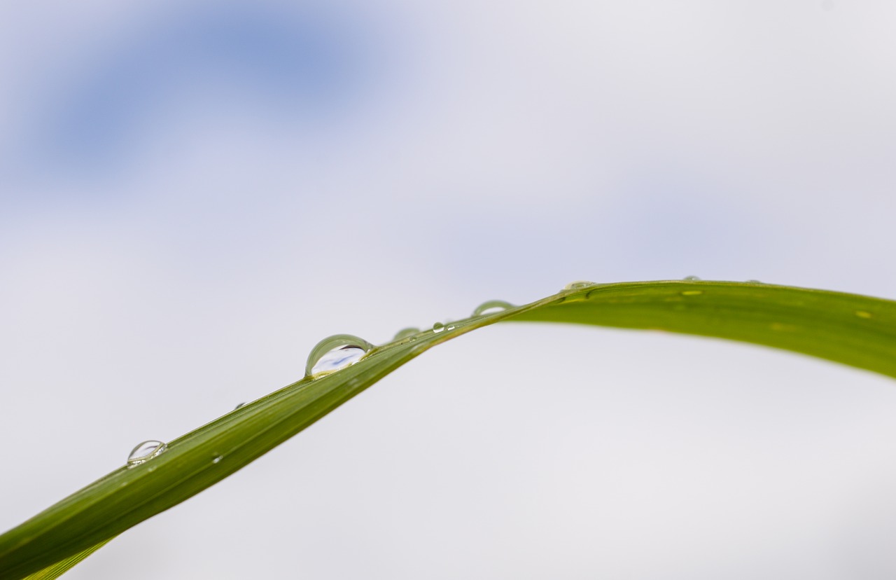 water  drop  reed free photo