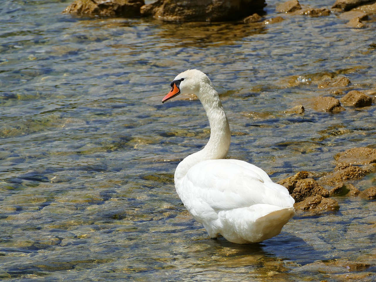 water  bird  nature free photo