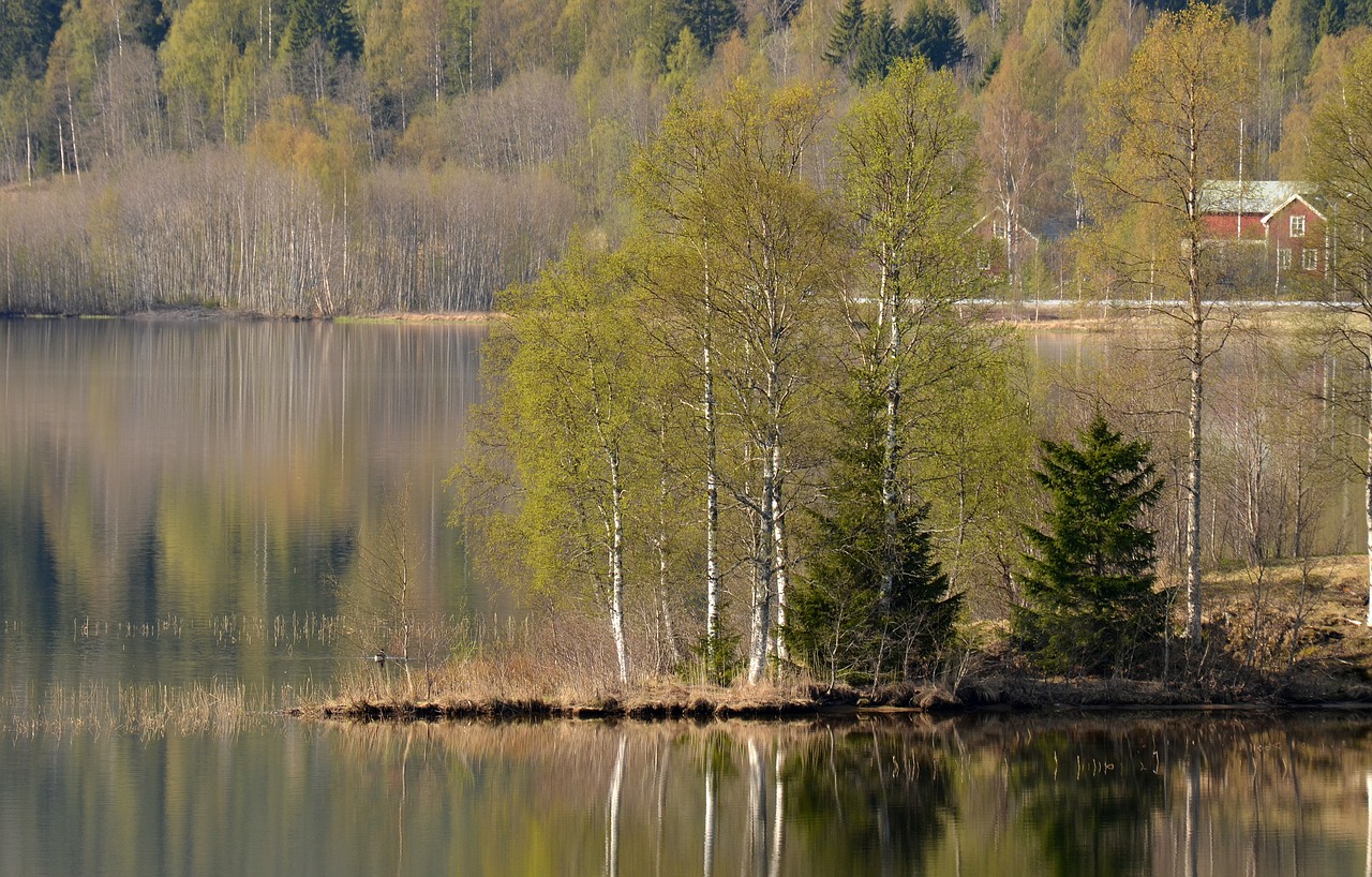 water green tree free photo