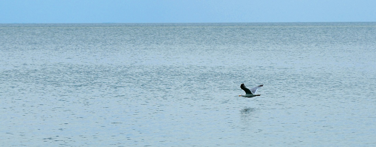 water bird flight free photo