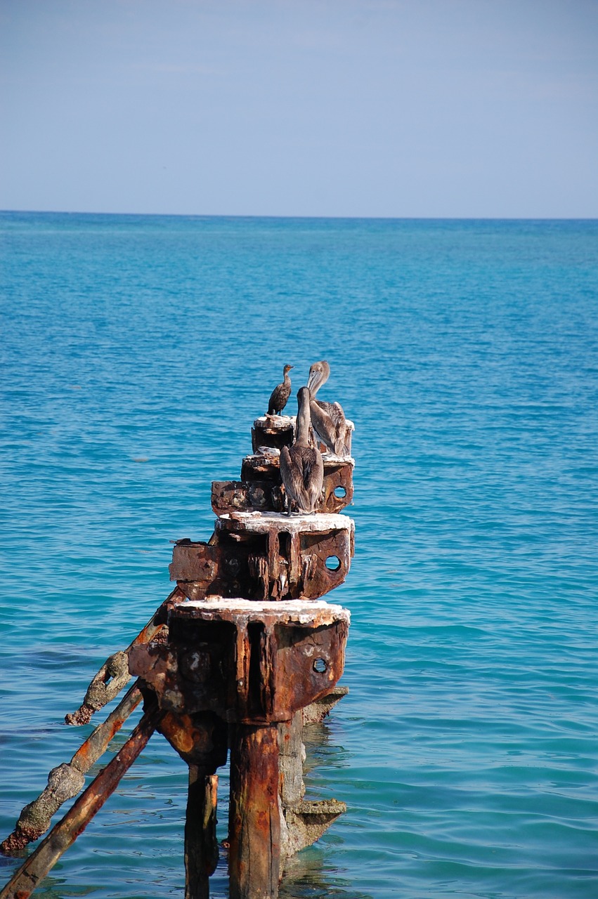 water pier pelican free photo