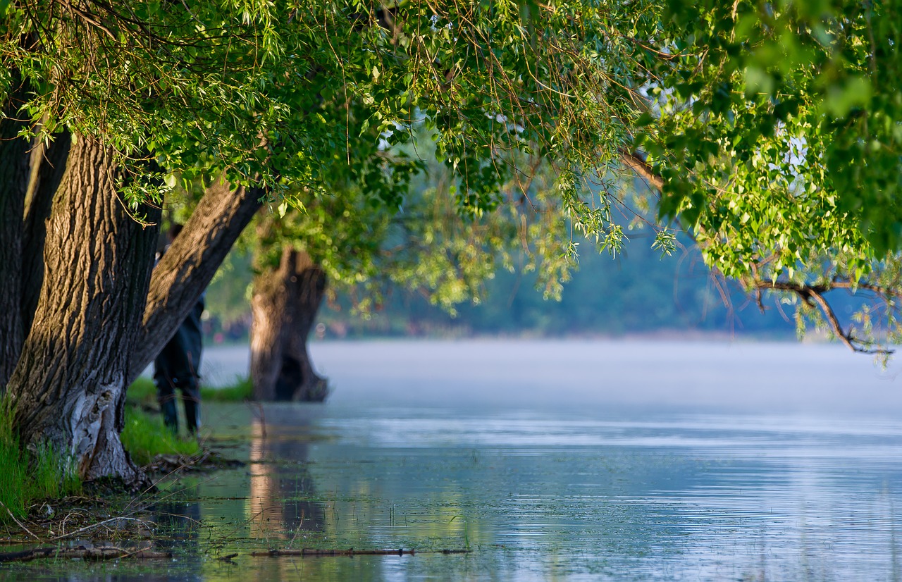 water  nature  green free photo