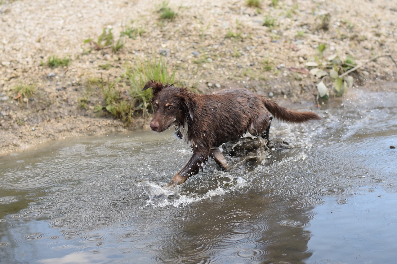 water  australian shepherd  dog free photo