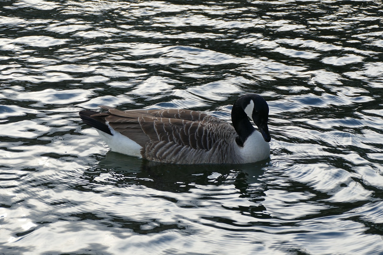 water  duck  water bird free photo