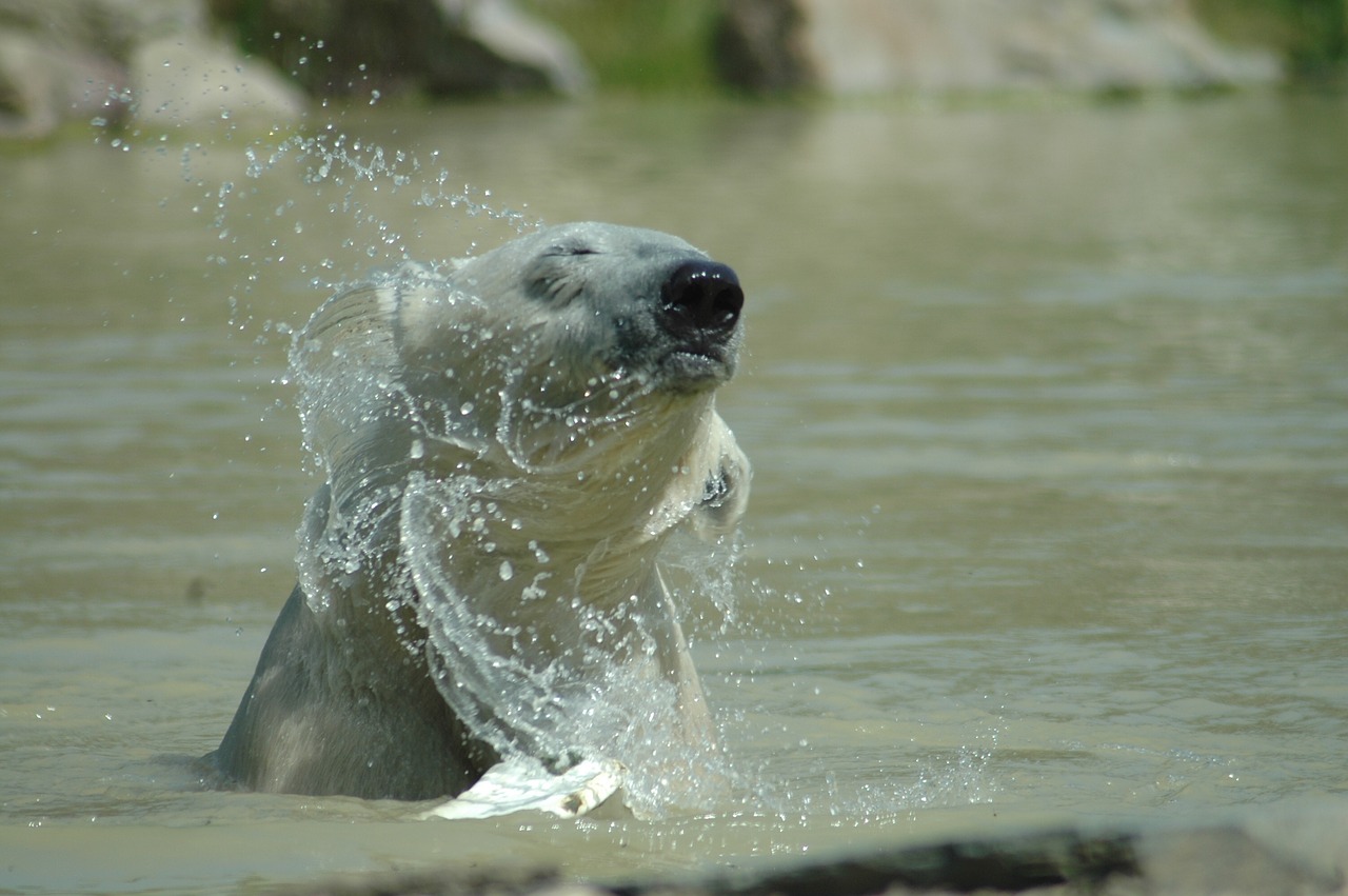 water  wildlife  nature free photo