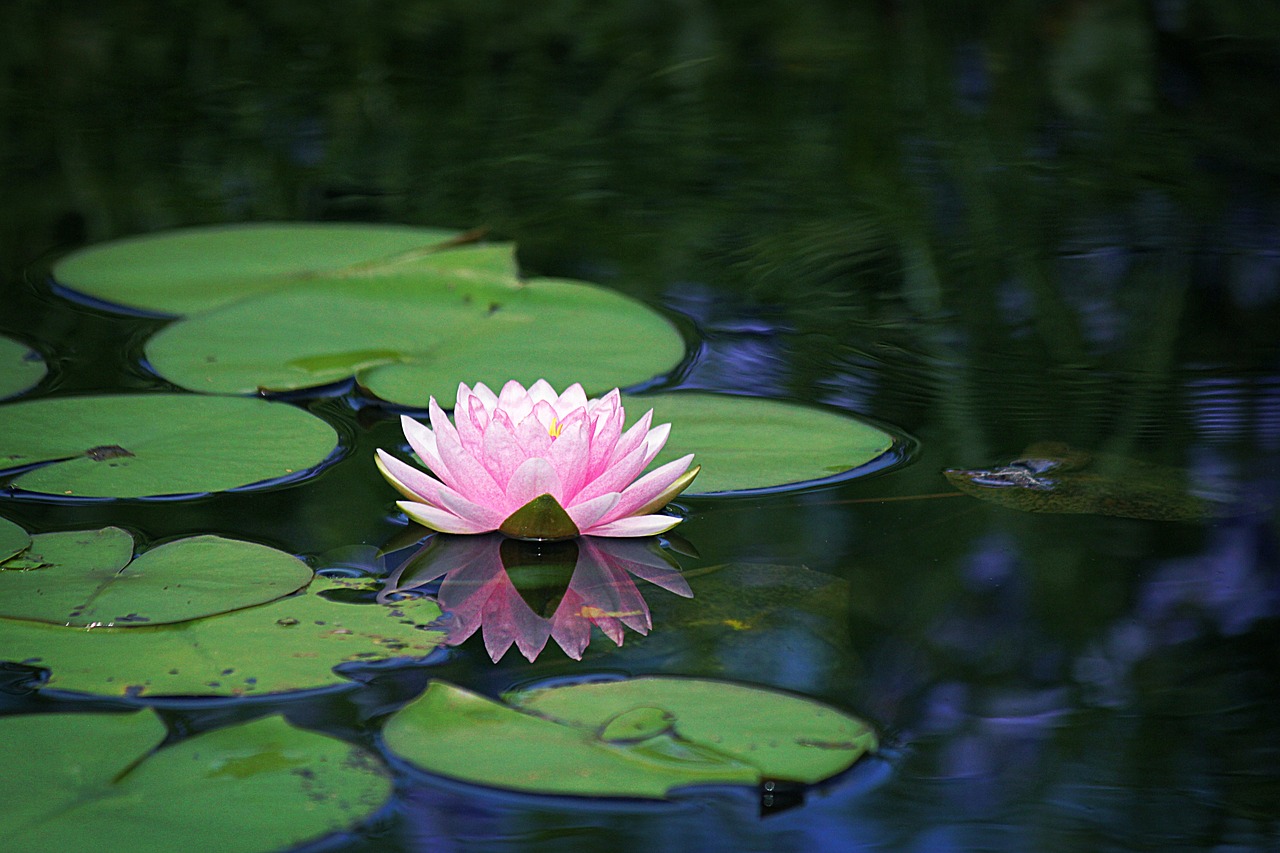 water  lilies  pond free photo