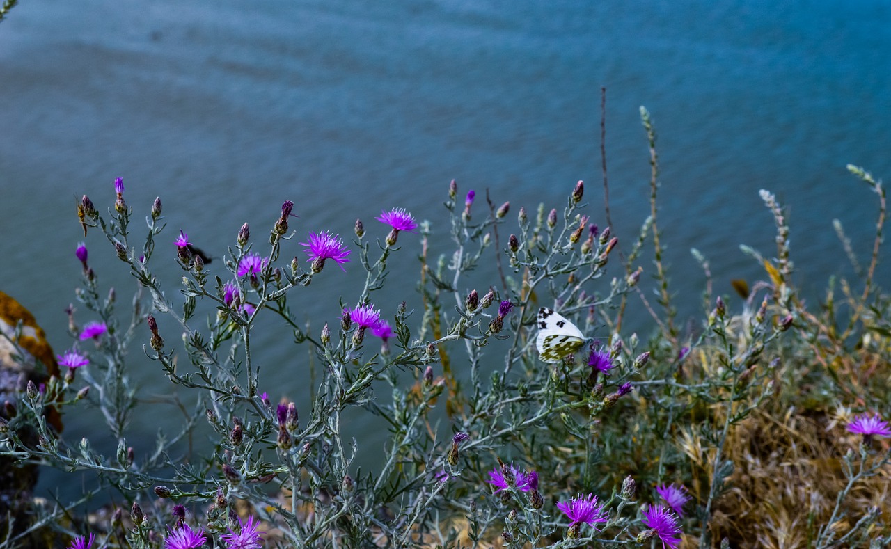 water  flowers  sea free photo