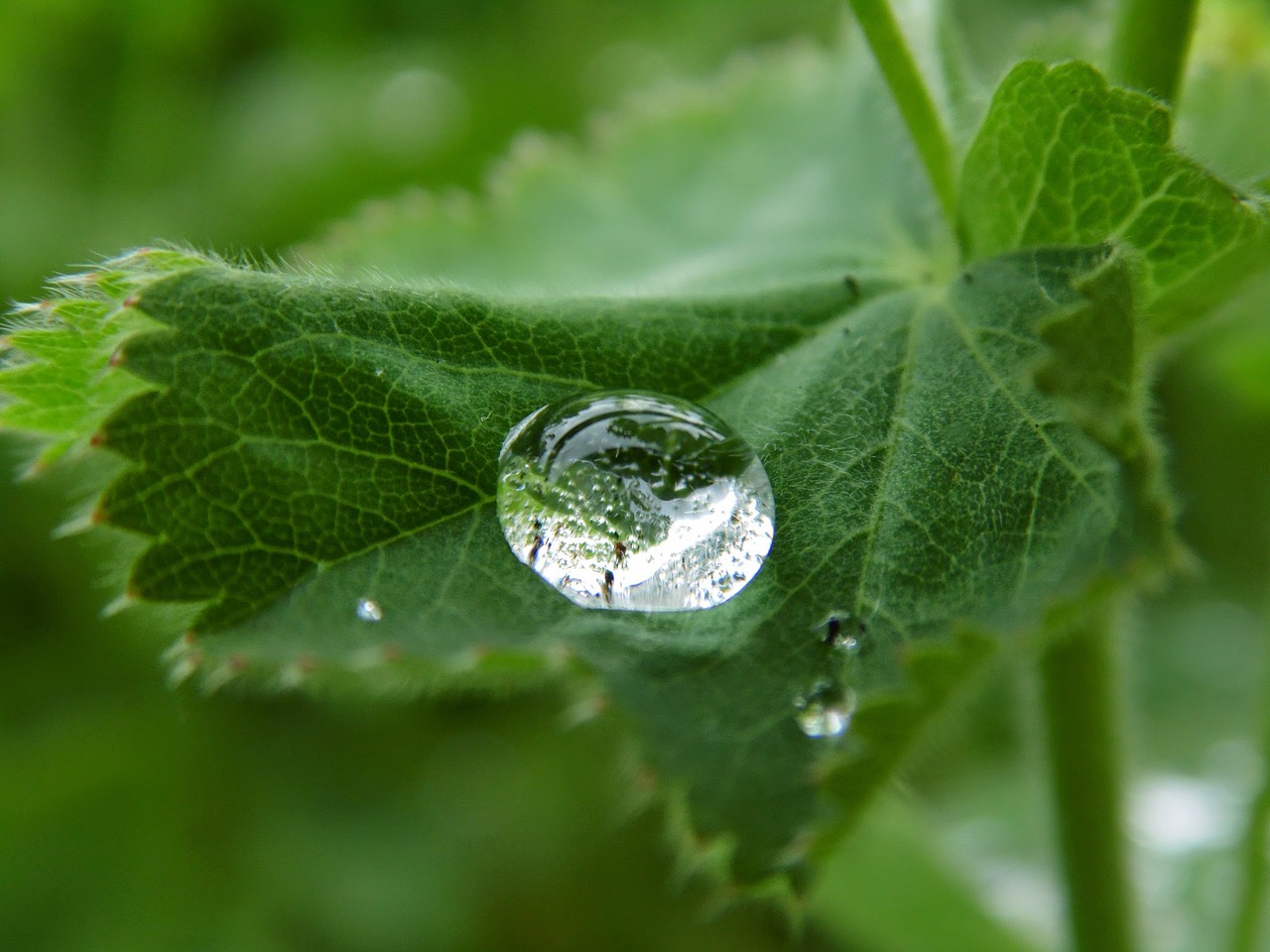 water  drip  leaf free photo