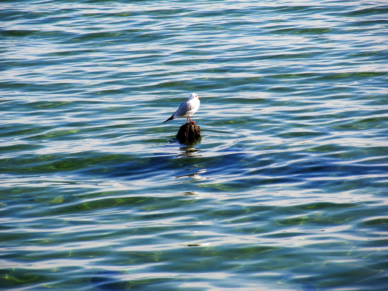 water sea water bird free photo