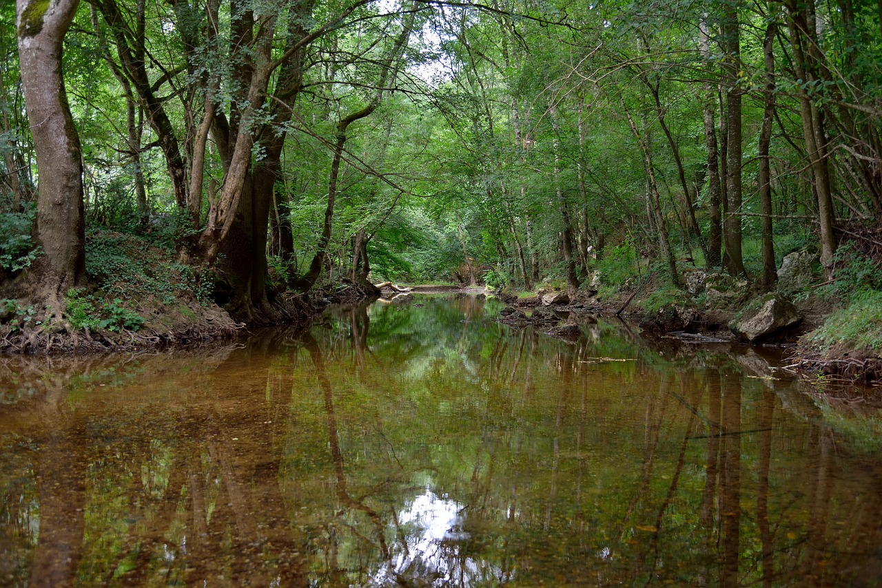 water  trees  landscape free photo