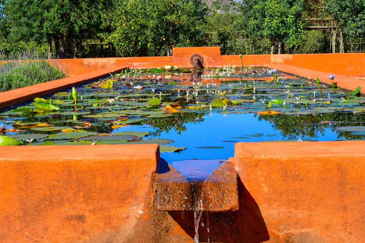 water  pond  water lily free photo