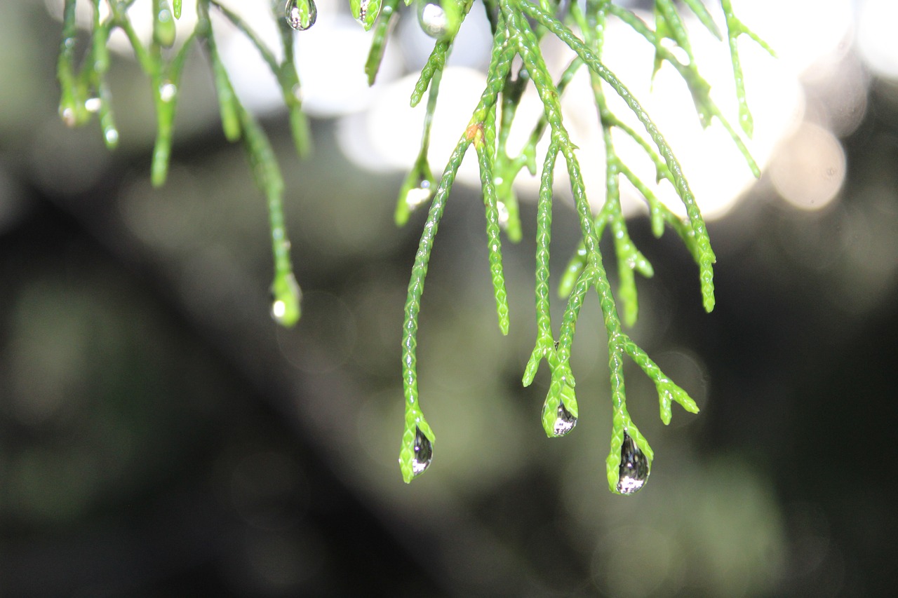 water  needle  leaf free photo