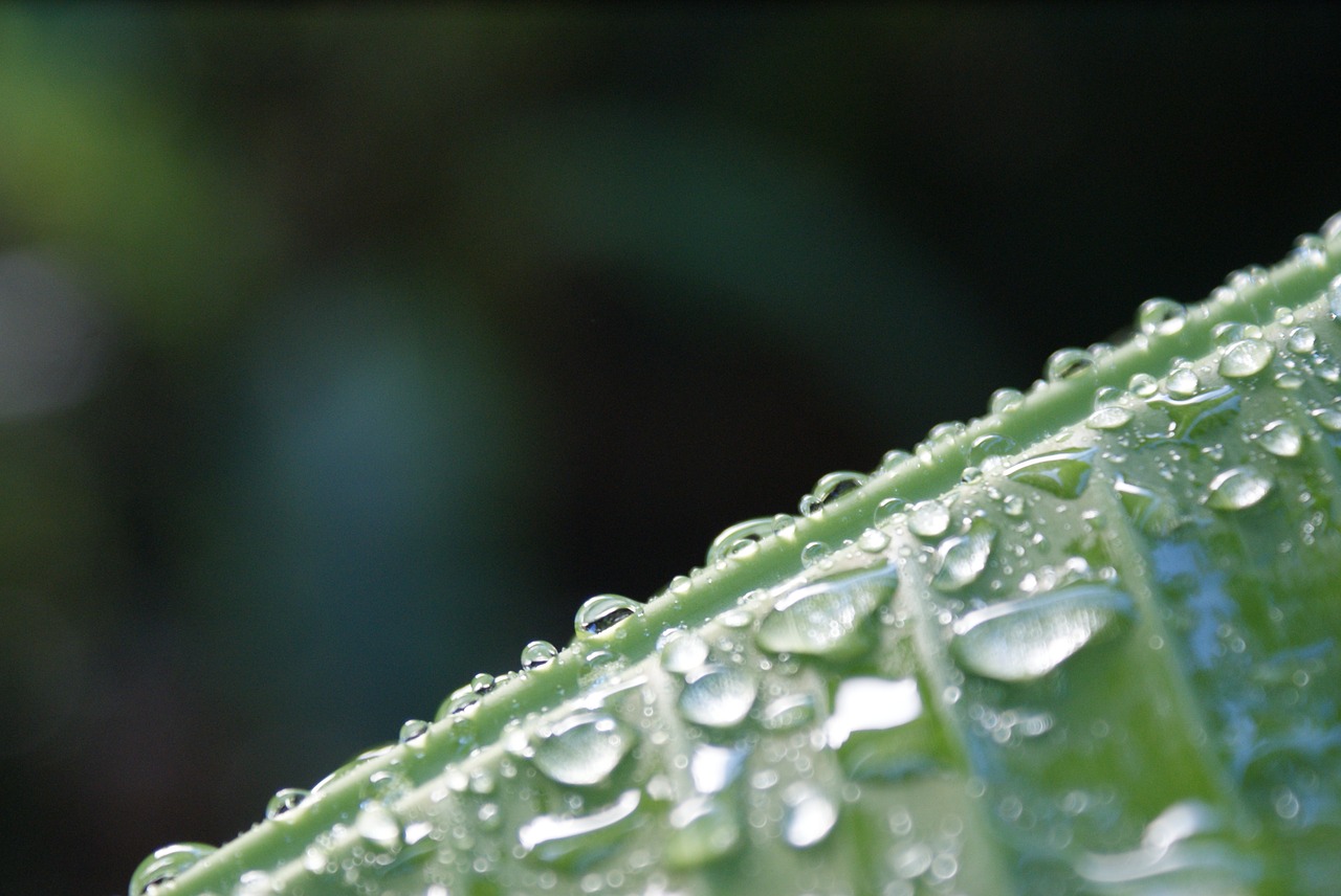 water  nature  plant free photo