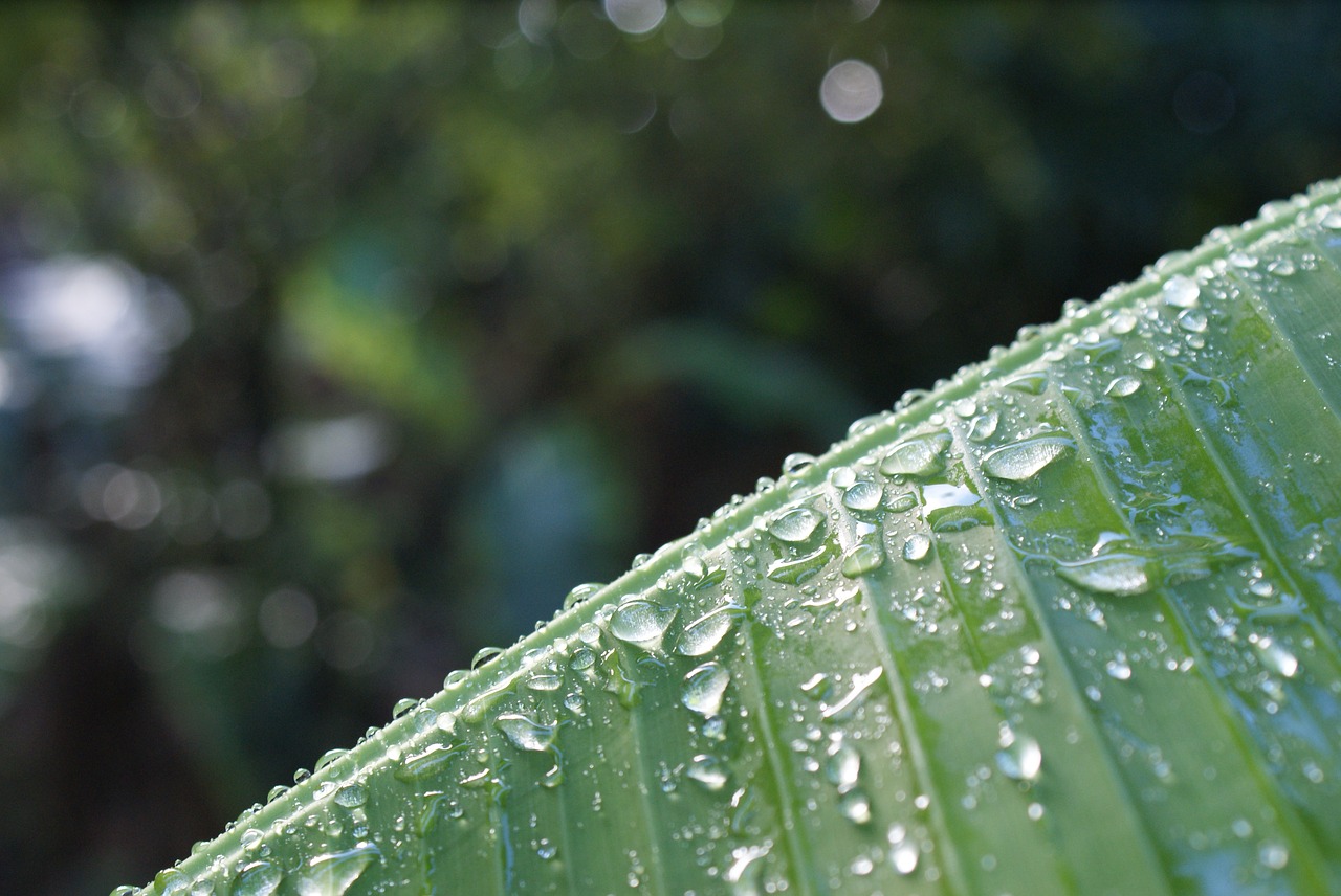 water  nature  plant free photo