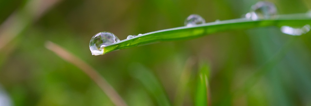 water  drip  wet free photo