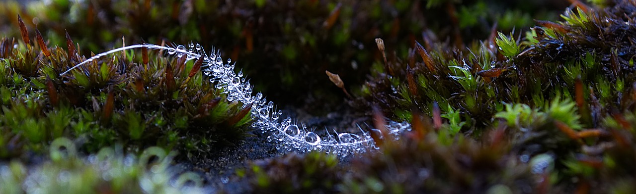 water  drop of water  feather free photo