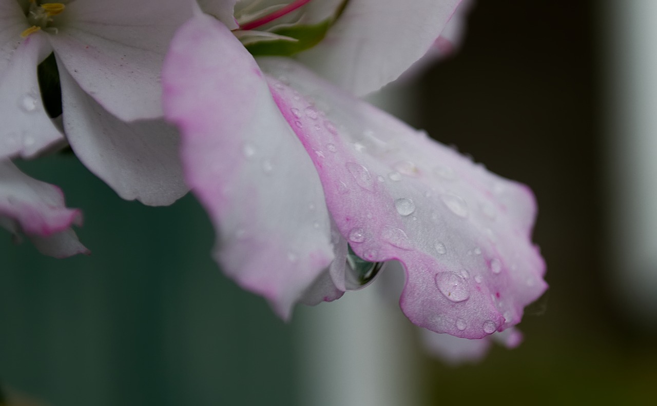 water  drop of water  blossom free photo