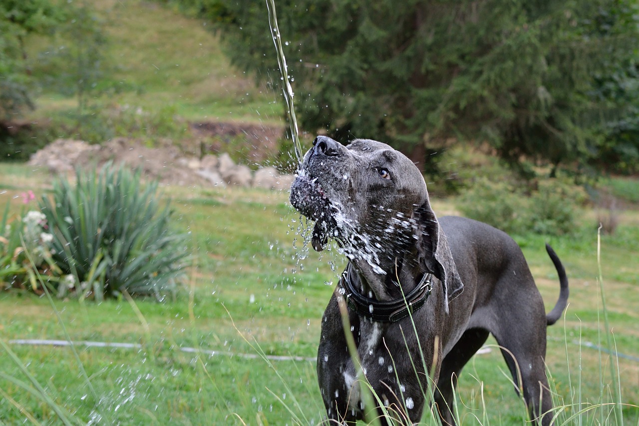 water  great dane  drinking regime free photo