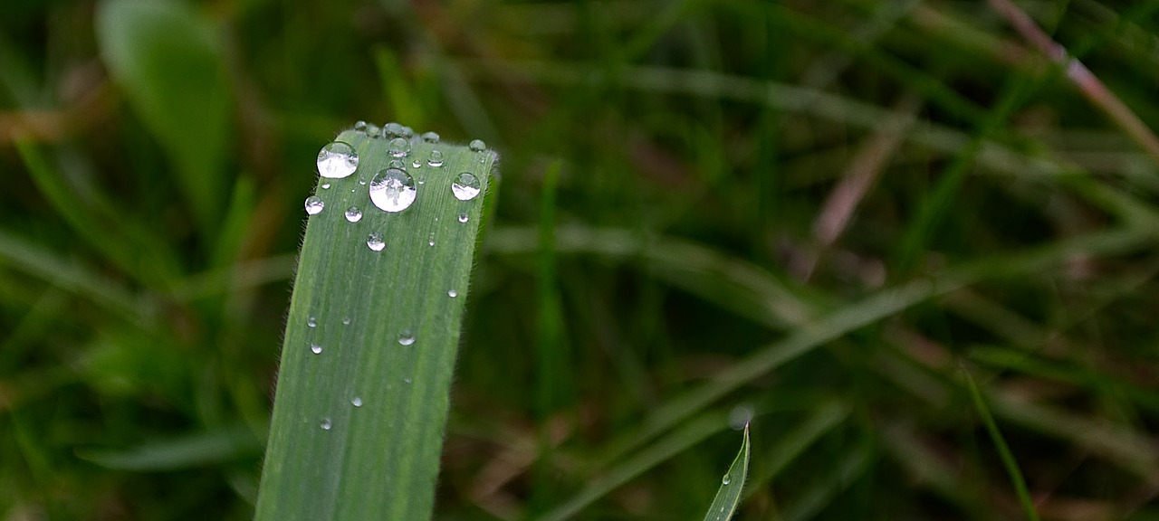 water  drop of water  wet free photo