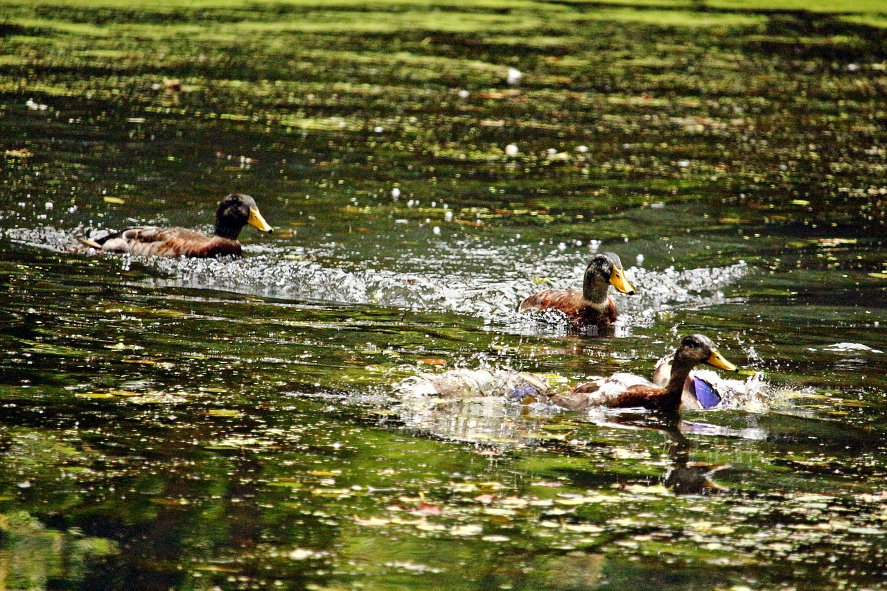 water  duck  running duck free photo