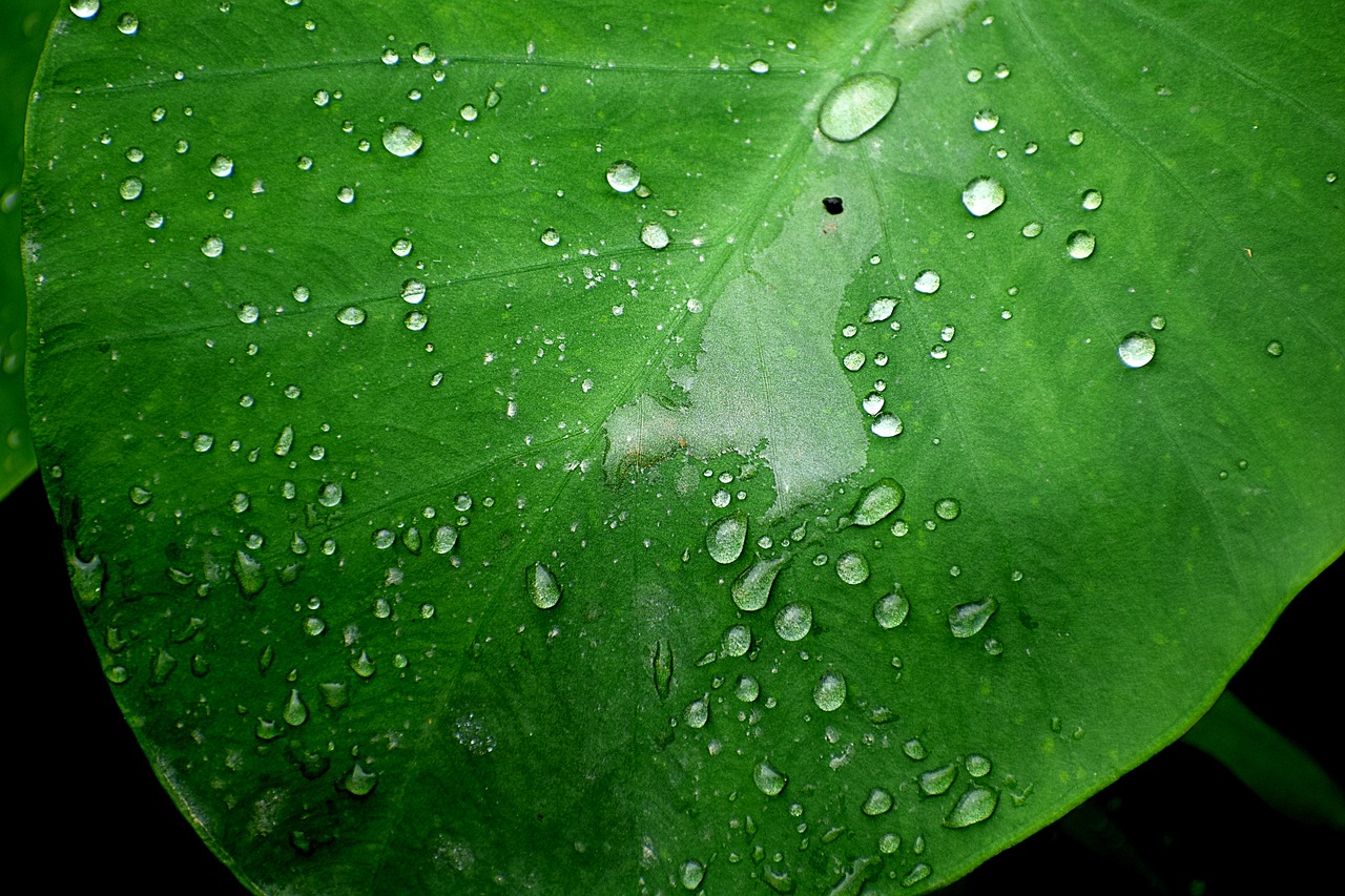 water  droplets  wet free photo