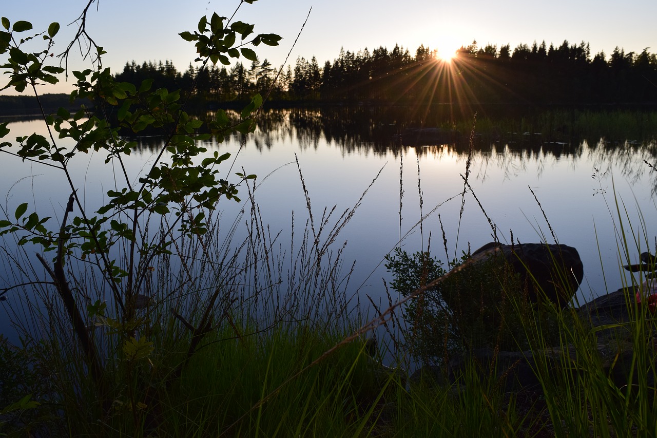 water  forest  solar free photo