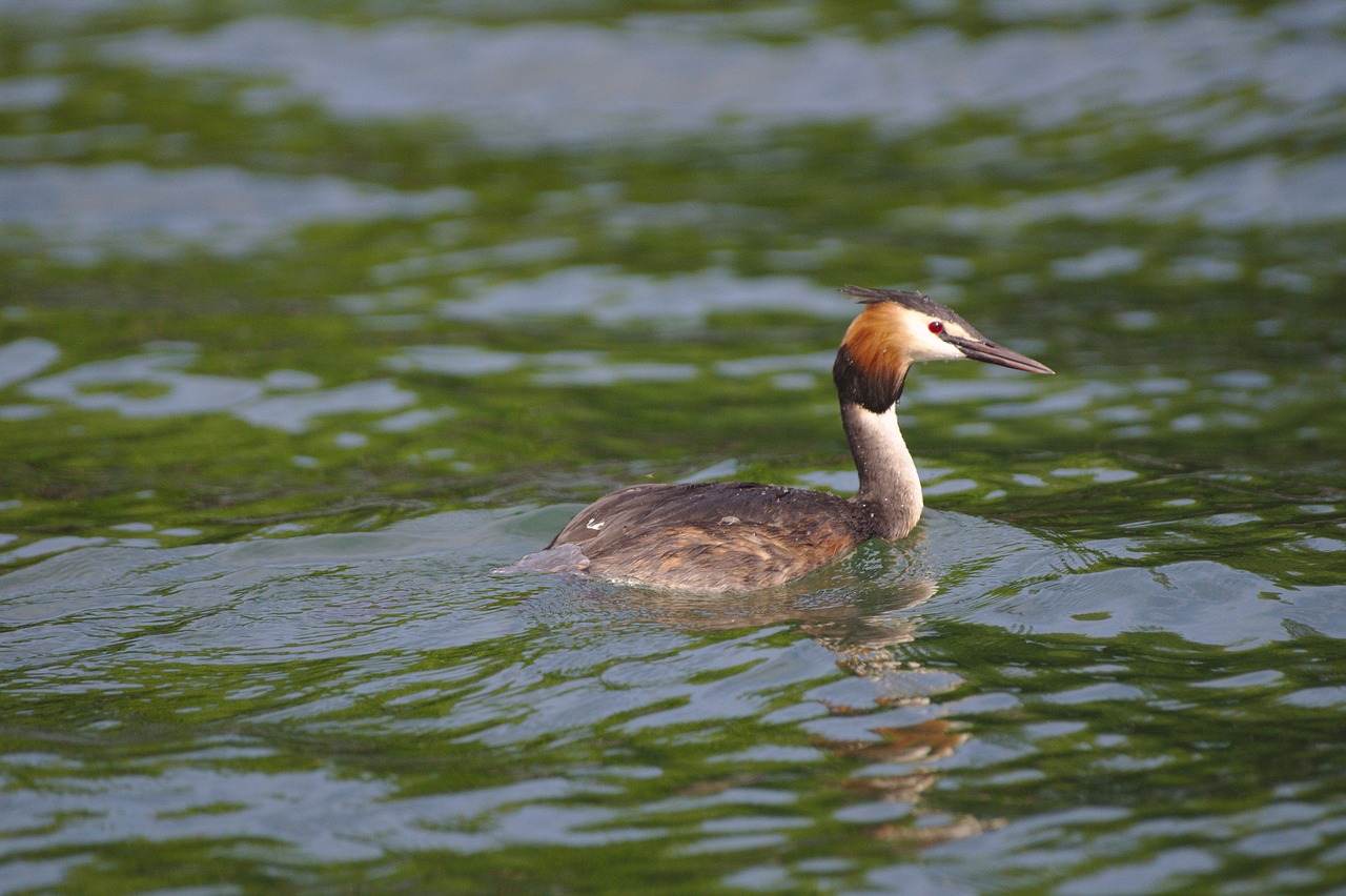 water  animal  aquatic animal free photo