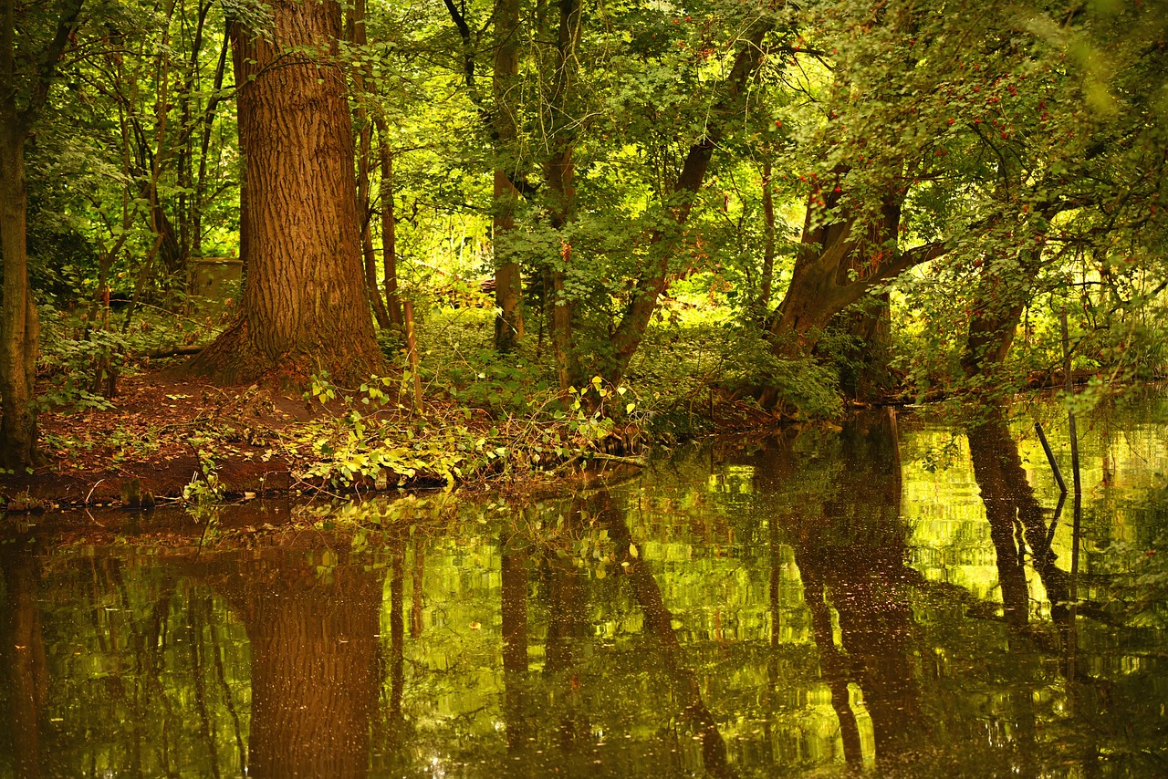 water  pond  trees free photo