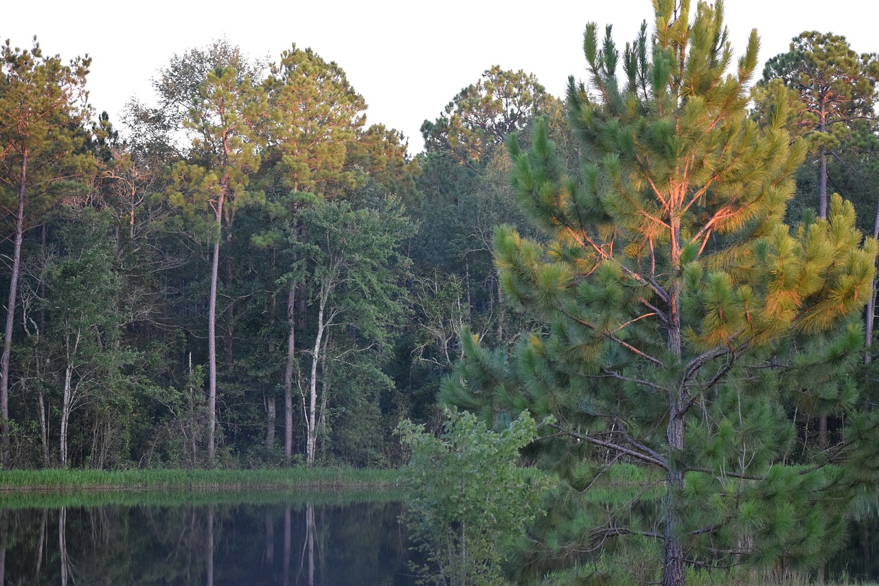 water  tree  outdoors free photo