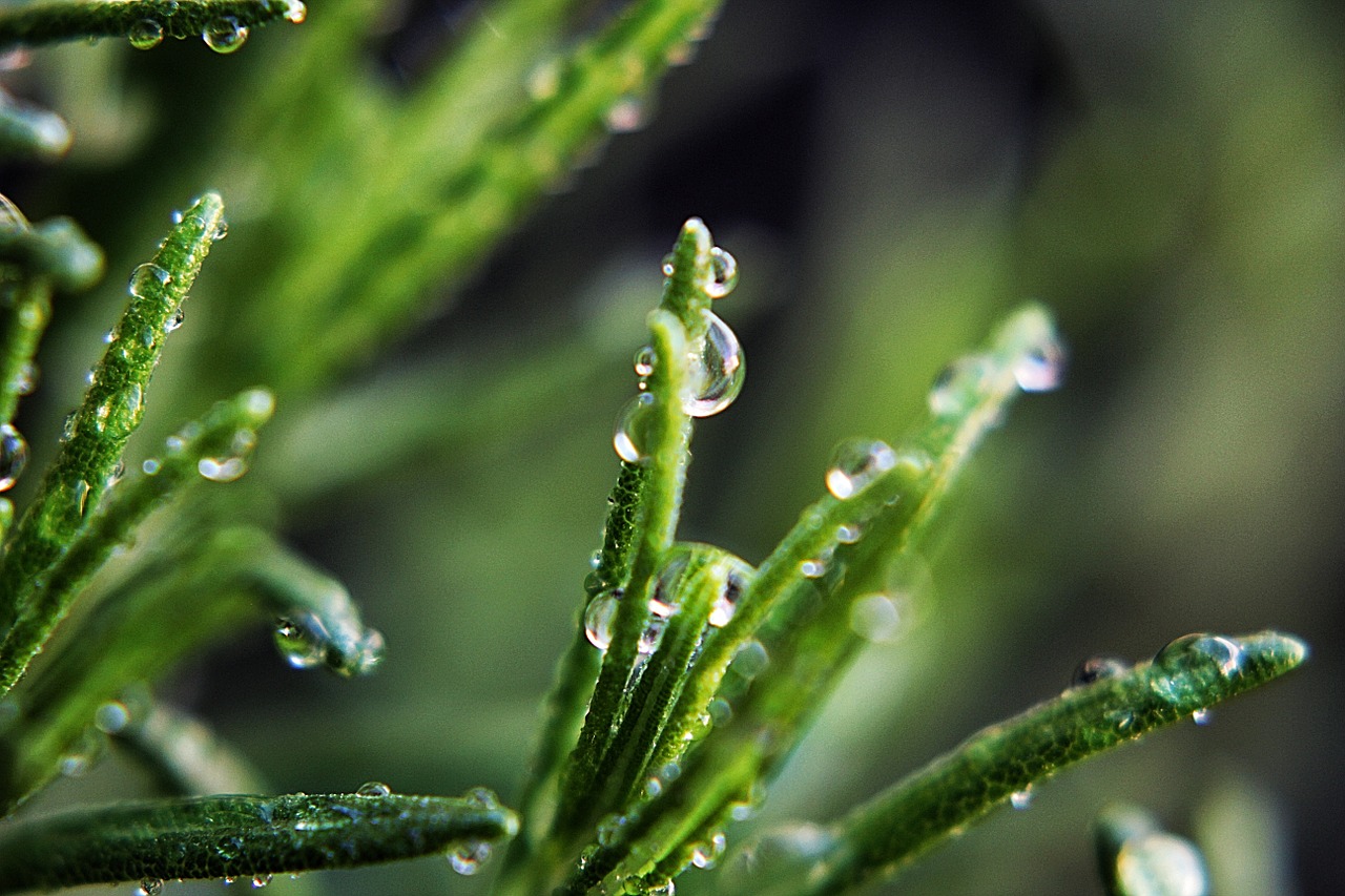 water drops plant free photo