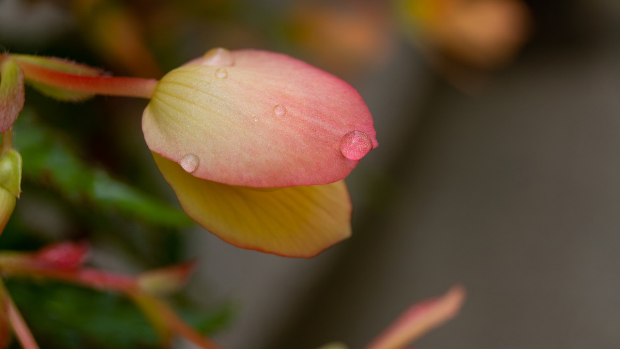 water  droplets  flower free photo