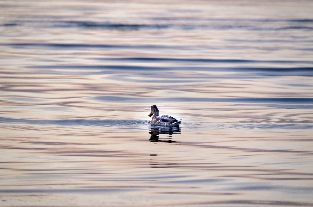 water  sea  duck free photo