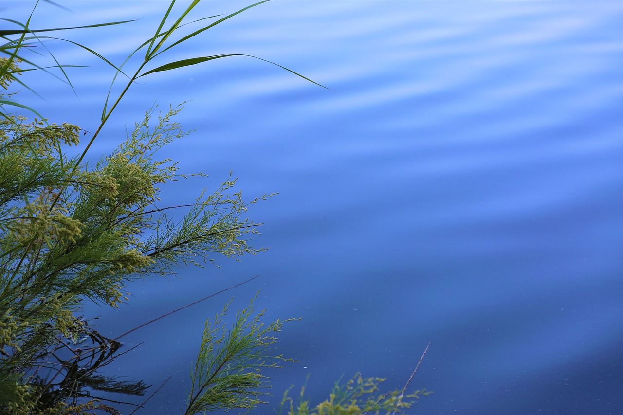 water  plant  background free photo