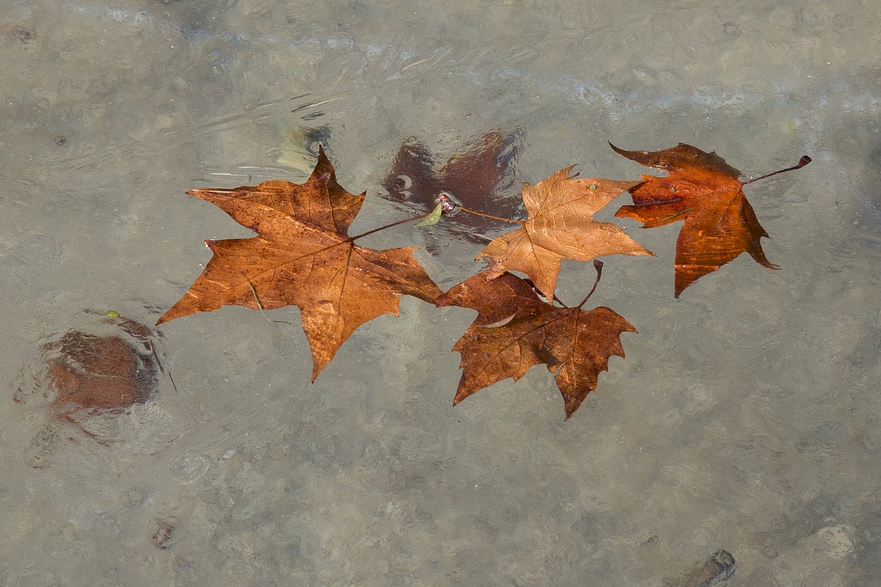 water  leaves  autumn free photo