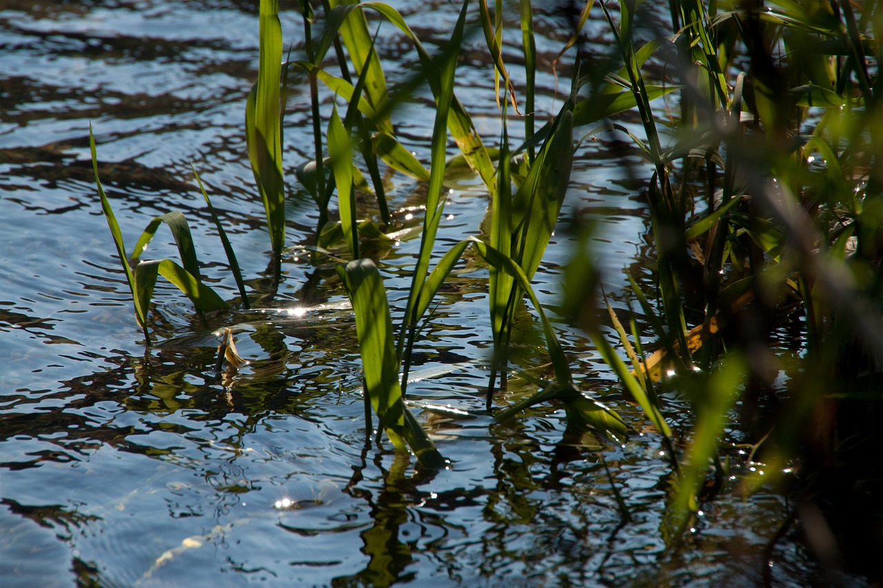 water  grass  river free photo