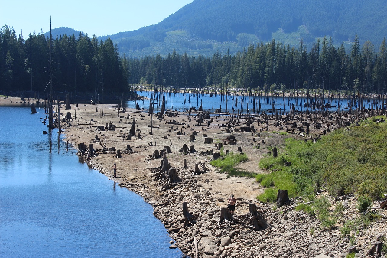 water  scenery  trees free photo