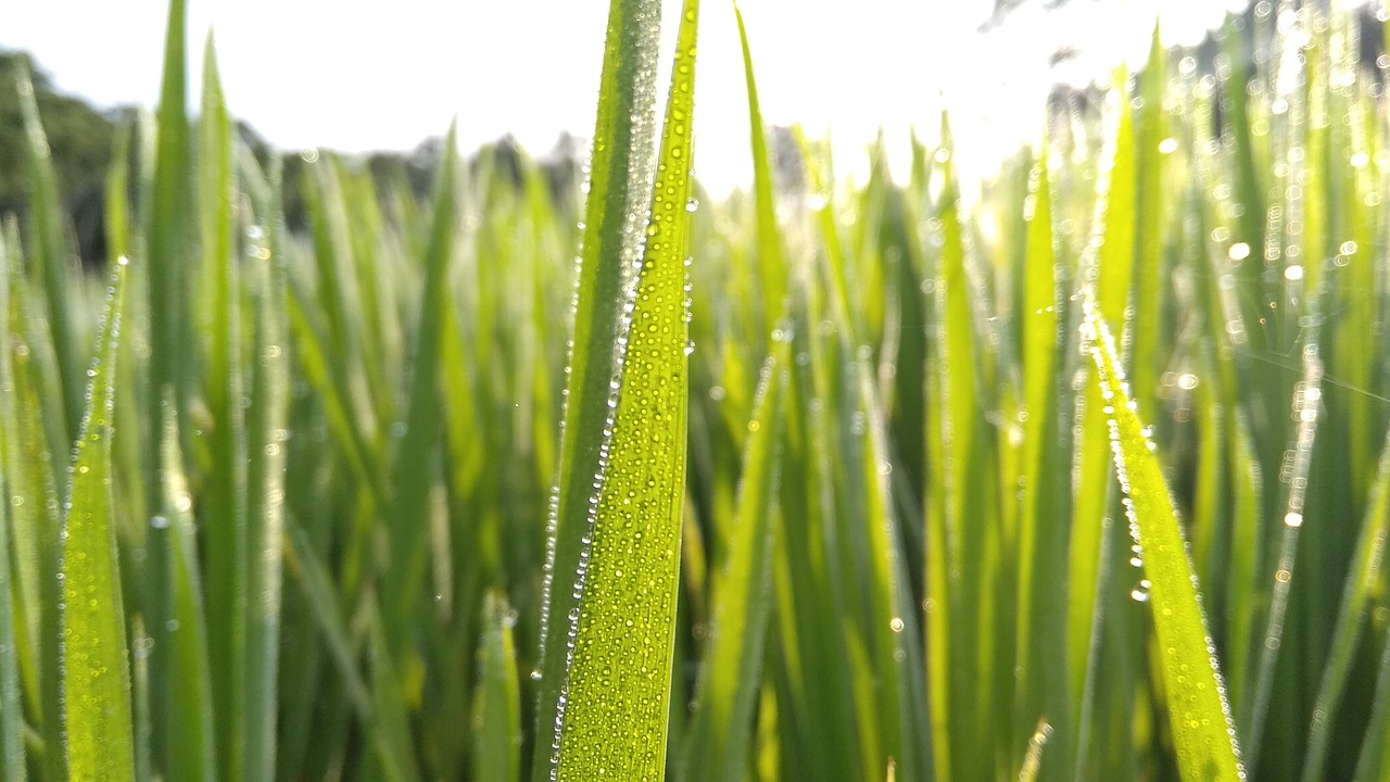 water  grass  tree free photo