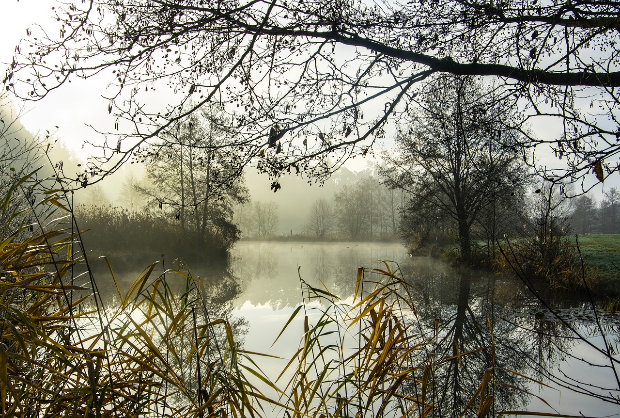 water  pond  waters free photo