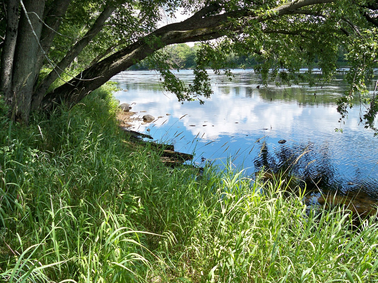 water serene nature free photo