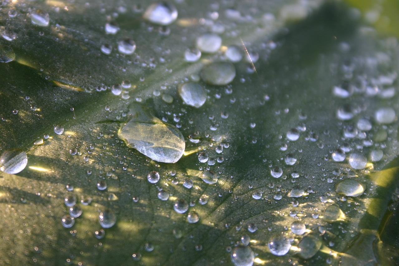 water leaf droplets free photo