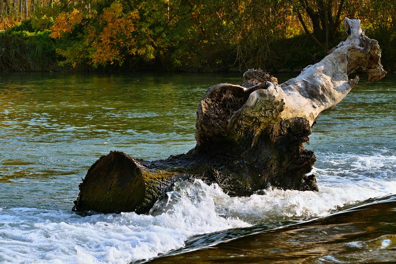 water  stump  waterfall free photo