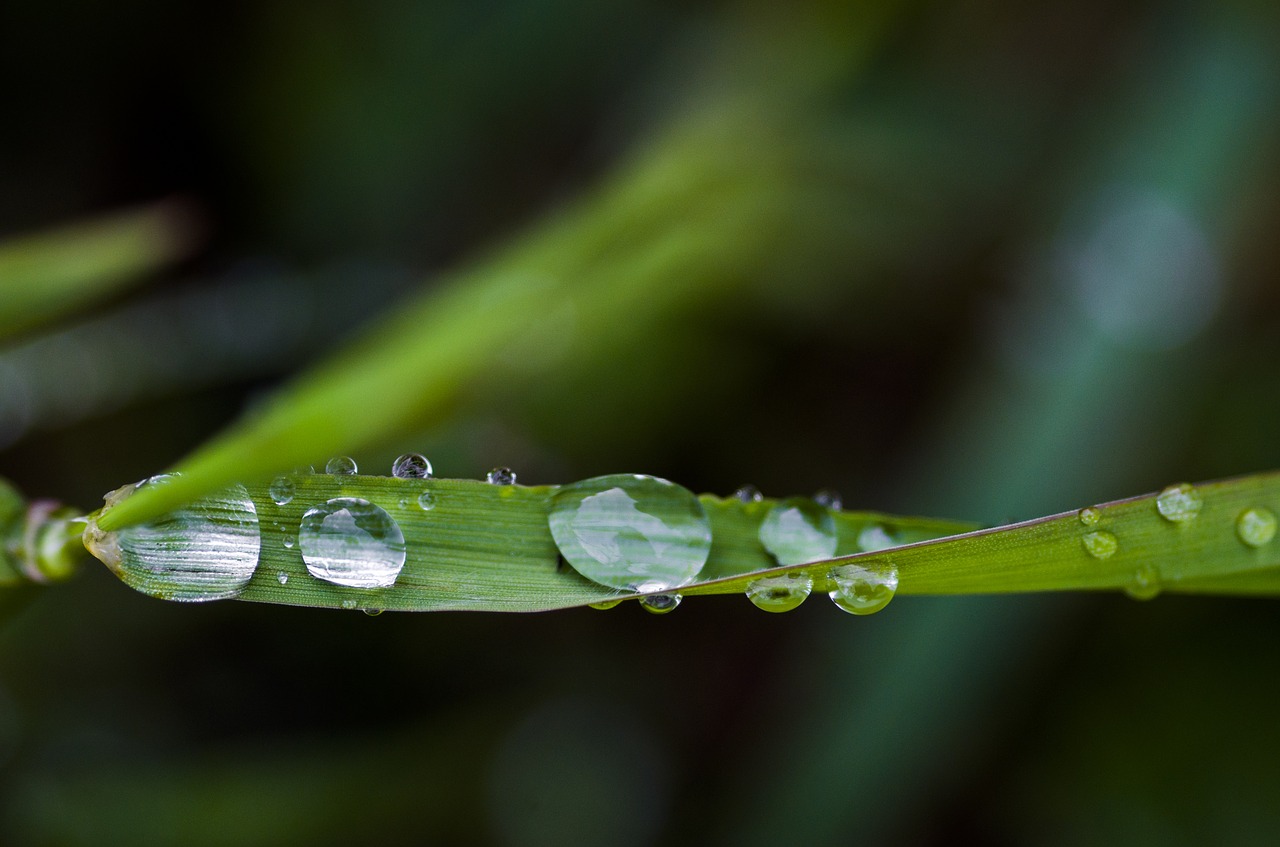 water  nature  plants free photo