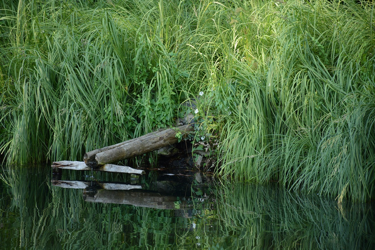 water  grass  nature free photo